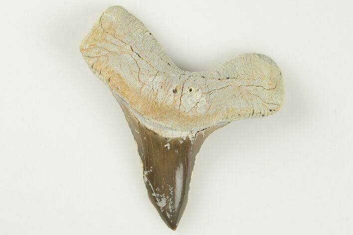 1.9" Cretaceous Ginsu Shark (Cretoxyrhina) Tooth - Kansas